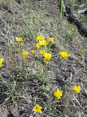 Crepis crocea
