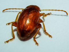 Neocrepidodera transversa