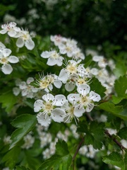Crataegus stevenii