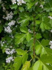 Crataegus stevenii