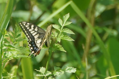 Papilio machaon hippocrates