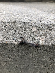 Bibio pomonae
