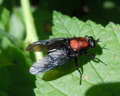 Clitellaria ephippium