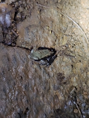 Clinotarsus curtipes