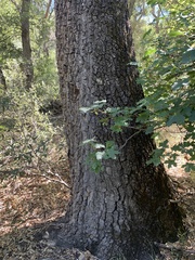 Quercus hypoleucoides