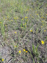 Crepis crocea