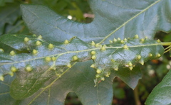 Janetia cerris