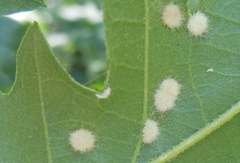 Janetia cerris