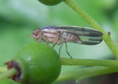 Peplomyza