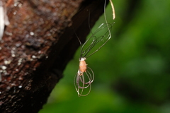 Pseudogagrella splendens