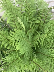Athyrium distentifolium