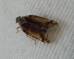 Cixius cunicularius