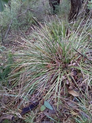 Lomandra densiflora