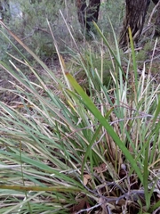 Lomandra densiflora