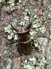 Lucanus thibetanus