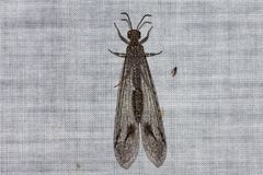 Glenoleon meteoricus