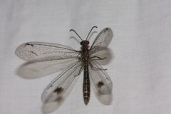 Glenoleon meteoricus