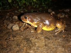 Uperodon globulosus