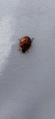 Harmonia axyridis