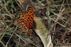 Argynnis hyperbius
