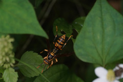 Polistes rothneyi