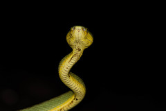 Craspedocephalus gramineus