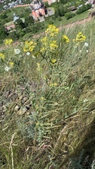 Erysimum hieraciifolium