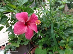 Hibiscus rosa-sinensis
