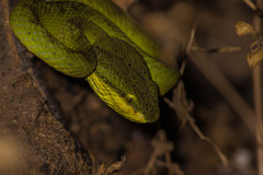 Craspedocephalus gramineus