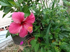 Hibiscus rosa-sinensis