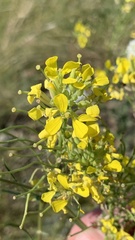 Erysimum hieraciifolium