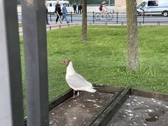 Chroicocephalus ridibundus