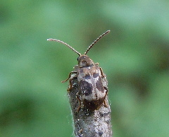 Ptinomorphus regalis