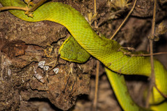 Craspedocephalus gramineus