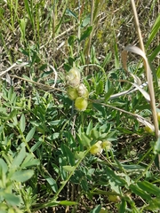 Oxytropis caespitosa