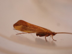 Limnephilus vittatus