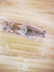 Ancylis uncella
