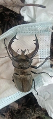 Lucanus thibetanus