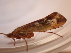 Limnephilus marmoratus