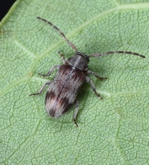 Exocentrus formosofasciolatus