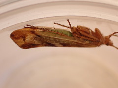Limnephilus marmoratus