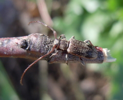 Exocentrus adspersus