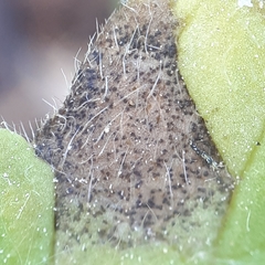 Septoria galeopsidis