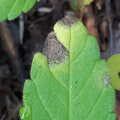 Septoria galeopsidis