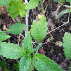 Septoria galeopsidis