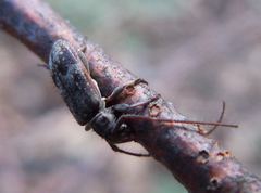 Exocentrus adspersus