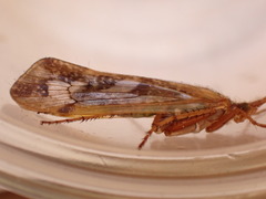 Limnephilus marmoratus