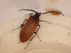 Pseudocistela ceramboides