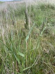 Dactylis glomerata glomerata