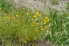 Coreopsis lanceolata